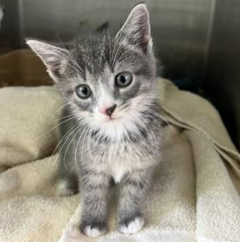 Rescue Domestic Short Hair Cats for Adoption in Bloomington, Illinois - A313148 | PetCurious