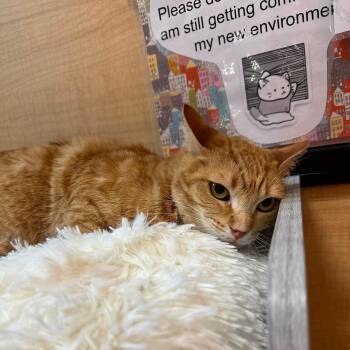 Tabby Cats Available for Adoption in Warr Acres, Oklahoma - Honey | PetCurious