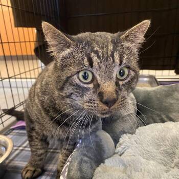 Branch -  Domestic Short Hair Cat for Adoption in Rifle, Colorado - Branch | PetCurious