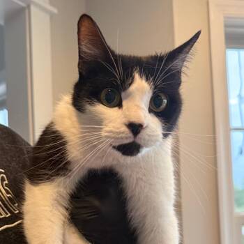 Domestic Short Hair Cats Available for Adoption - Badger In Chestertown, MD | PetCurious