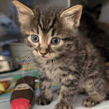 Feta -  Domestic Short Hair Cat for Adoption in Buchanan Dam, Texas - Feta | PetCurious