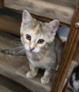 Tropicana Twister -  Domestic Short Hair Cat for Adoption in Trenton, New Jersey - Tropicana Twister | PetCurious
