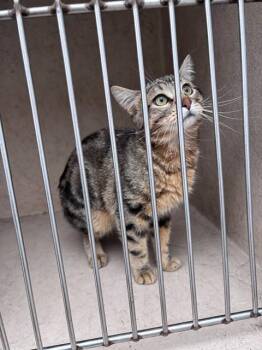 Domestic Short Hair Cats Available for Adoption in Oklahoma City, Oklahoma - A472774 | PetCurious