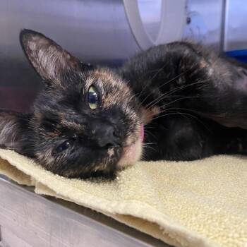 Jean Gray -  Domestic Short Hair Cat for Adoption in Lakeland, Florida - Jean Gray | PetCurious
