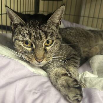 Domestic Short Hair Cats Available for Adoption in Richmond, California - MILO-Stray-TUNA | PetCurious