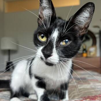 Katie Katwalk -  Domestic Short Hair Cat for Adoption in Austin, Texas - Katie Katwalk | PetCurious