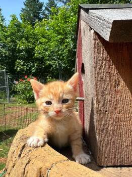 Flicker -  Domestic Short Hair Cat Available for Adoption in Grants Pass, Oregon - Flicker | PetCurious
