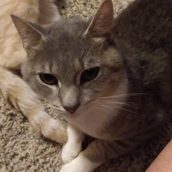 Rescue Domestic Short Hair Cats for Adoption in Abingdon, Maryland - 0725-74 Buddy | PetCurious