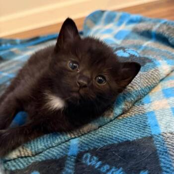 Elvis Purrsley (Rock Star Family) -  Domestic Medium Hair Cat for Adoption in Blanch, North Carolina - Elvis Purrsley (Rock Star Family) | PetCurious