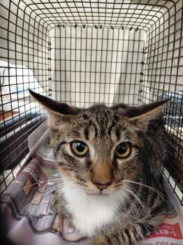 A2480606 -  Domestic Short Hair Cat for Adoption in Fort Lauderdale, Florida - A2480606 | PetCurious