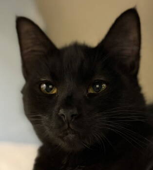 Rescue Domestic Short Hair Cats for Adoption in Burlingame, California - Veronica Burton | PetCurious