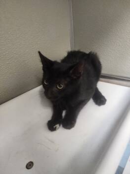 Rescue Domestic Short Hair Cats for Adoption in Tracy, California - LEWIS | PetCurious