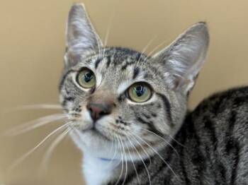 Cappy -  Domestic Short Hair Cat for Adoption in Portland, Oregon - Cappy | PetCurious
