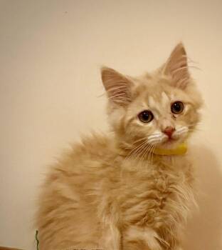 Buff -  Domestic Long Hair Cat for Adoption in Ellijay, Georgia - Buff | PetCurious