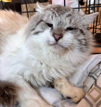 Rescue Ragdoll Cats for Adoption in San Diego, California - Monty | PetCurious