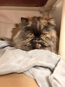 Persian Cats Available for Adoption in Boston, Massachusetts - LALA | PetCurious