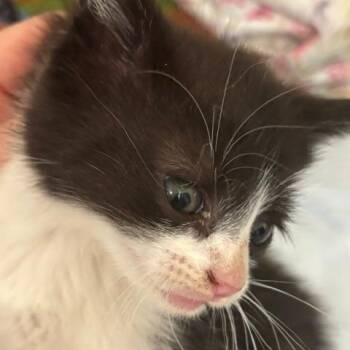 Domestic Short Hair Cats Available for Adoption in Gordonsville, Tennessee - Sly | PetCurious