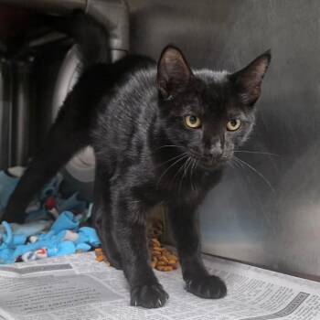 Katio -  Domestic Short Hair Cat for Adoption in Tampa, Florida - Katio | PetCurious
