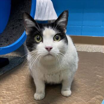 Rosie -  Domestic Short Hair Cat for Adoption in Cheyenne, Wyoming - Rosie | PetCurious