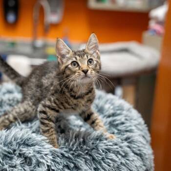 Dragonfly -  Domestic Short Hair Cat for Adoption in Gainesville, Georgia - Dragonfly | PetCurious