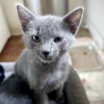 Totoro* -  Domestic Short Hair Cat for Adoption in San Gabriel, California - Totoro* | PetCurious