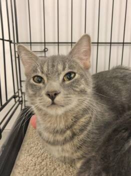 Rescue American Shorthair Cats for Adoption in Vacaville, California - Klein | PetCurious