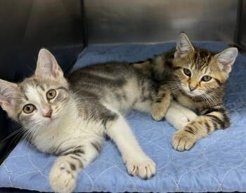 Rescue Domestic Short Hair Cats for Adoption in Mount Vernon, Ohio - Dabbney | PetCurious