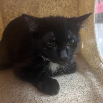 Bella -  Domestic Short Hair Cat for Adoption in Philadelphia, Pennsylvania - Bella | PetCurious