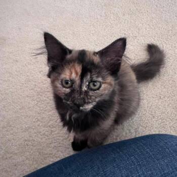 Myeengun -  Domestic Medium Hair Cat for Adoption in Hedgesville, West Virginia - Myeengun | PetCurious