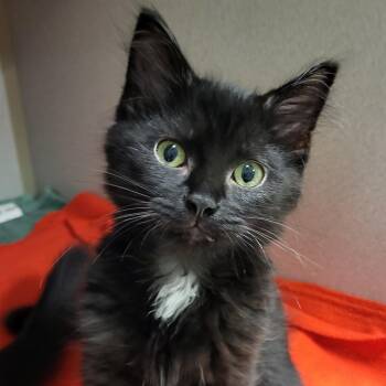 Greg Brady -  Domestic Short Hair Cat for Adoption in Grayslake, Illinois - Greg Brady | PetCurious
