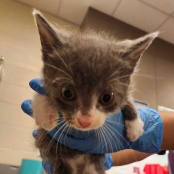 Quack -  Domestic Short Hair Cat for Adoption in Asheville, North Carolina - Quack | PetCurious
