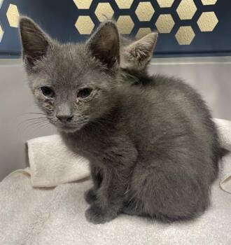 HOPPY -  Domestic Short Hair Cat for Adoption in Clyde, North Carolina - HOPPY | PetCurious