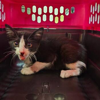 American Shorthair Cats Available for Adoption in Lake Jackson, Texas - Zuzu | PetCurious