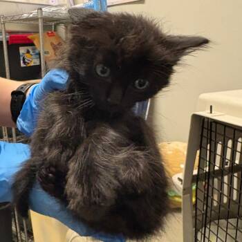 Dunlop -  Domestic Medium Hair Cat for Adoption in Oak Park, Illinois - Dunlop | PetCurious