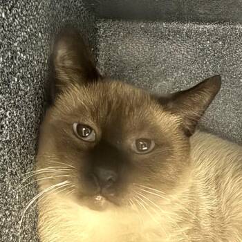 Simon -  Domestic Short Hair Cat for Adoption in Brenham, Texas - Simon | PetCurious