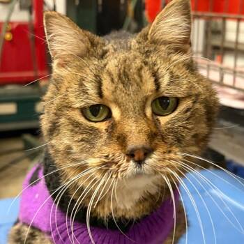 Domestic Short Hair Cats Available for Adoption - Marigold | PetCurious