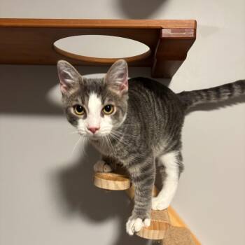 Hickory -  Domestic Short Hair Cat for Adoption in Dickson, Tennessee - Hickory | PetCurious