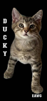 Rescue Domestic Short Hair and Tabby Cats for Adoption in Pensacola, Florida - Ducky | PetCurious