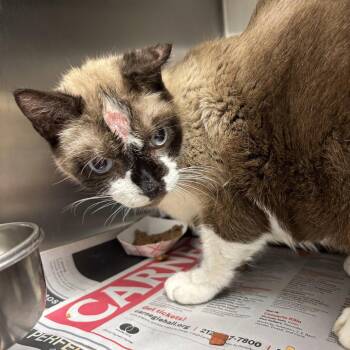 Siamese Cats Available for Adoption in West Palm Beach, Florida - Caramello | PetCurious