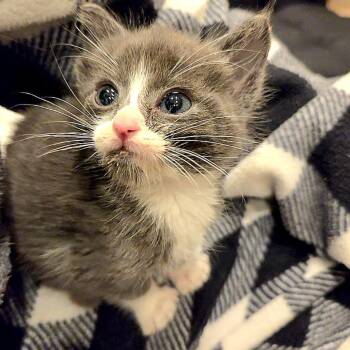 Dectes -  Domestic Short Hair Cat for Adoption in Denver, Colorado - Dectes | PetCurious