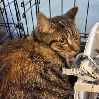 Catticus -  Domestic Short Hair Cat for Adoption in Gadsden, Alabama - Catticus | PetCurious