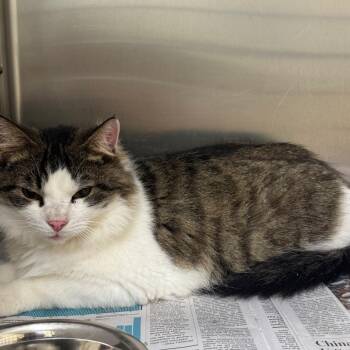 Nacho -  Domestic Medium Hair Cat for Adoption in Winston-salem, North Carolina - Nacho | PetCurious