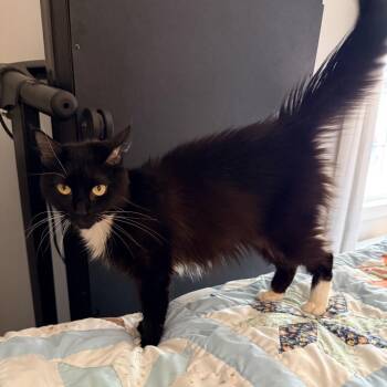 Rosemary -  Domestic Medium Hair Cat for Adoption in Brownsboro, Alabama - Rosemary | PetCurious
