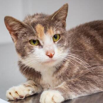 Domestic Short Hair Cats Available for Adoption in Hattiesburg, Mississippi - Hibiscus | PetCurious