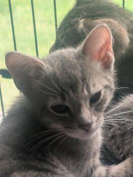 Ozzy -  Domestic Short Hair Cat for Adoption in Fennville, Michigan - Ozzy | PetCurious