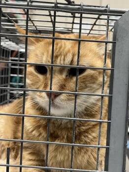 NACHO -  Domestic Short Hair Cat Available for Adoption in Las Vegas, Nevada - NACHO | PetCurious