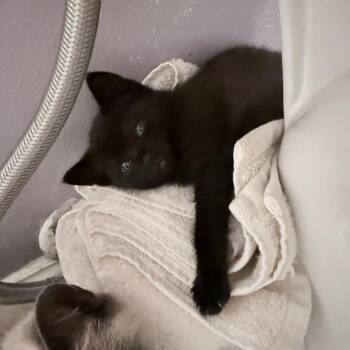 Domestic Short Hair Cats Available for Adoption in Fort Lauderdale, Florida - Drizzle | PetCurious