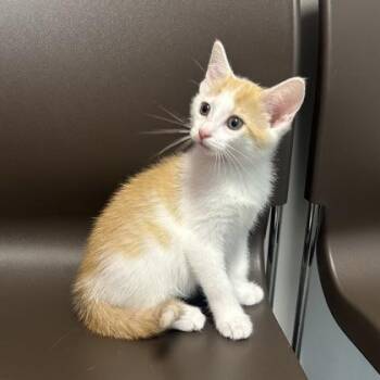 Abu -  Domestic Short Hair Cat for Adoption in Janesville, Wisconsin - Abu | PetCurious
