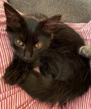26-28 Beatrice -  Domestic Medium Hair Cat for Adoption in St. Helens, Oregon - 26-28 Beatrice | PetCurious
