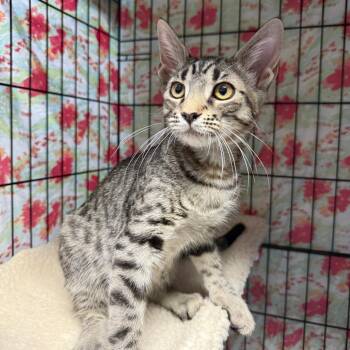Vladimir -  Domestic Short Hair Cat for Adoption in Casa Grande, Arizona - Vladimir | PetCurious